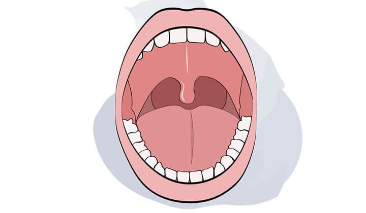 Anatomie der Mundhöhle