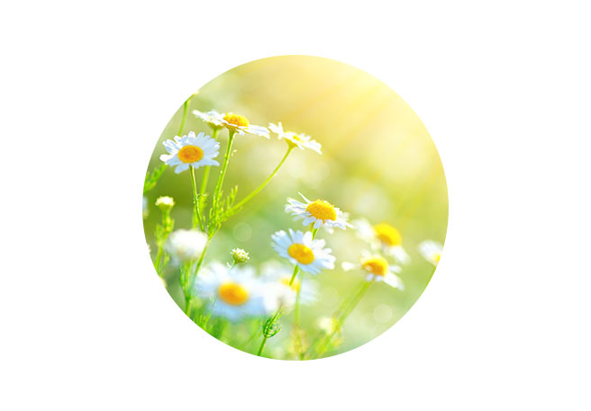 Kamistad hilft mit Kamille bei Zahnspangen-Schmerzen