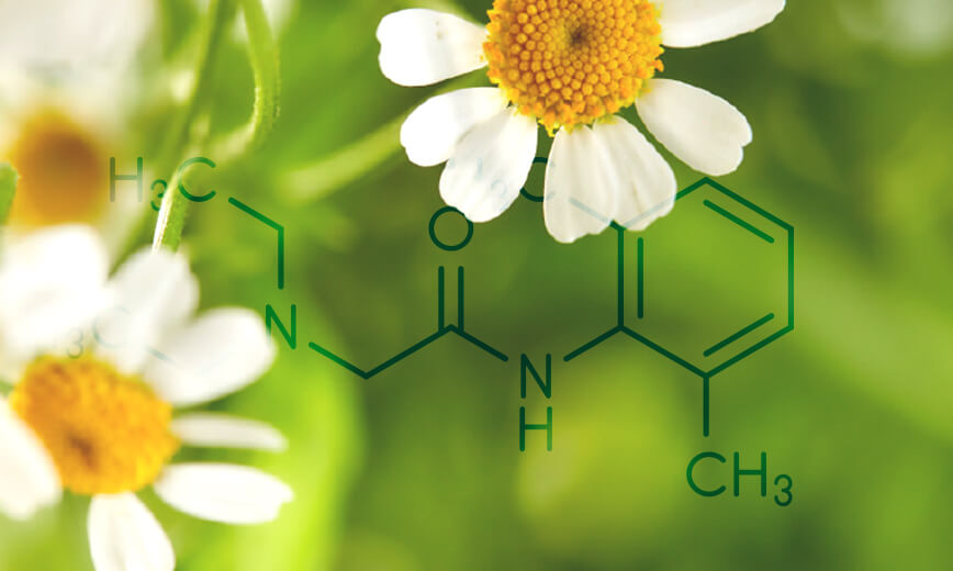 Kamistad mit Kamille